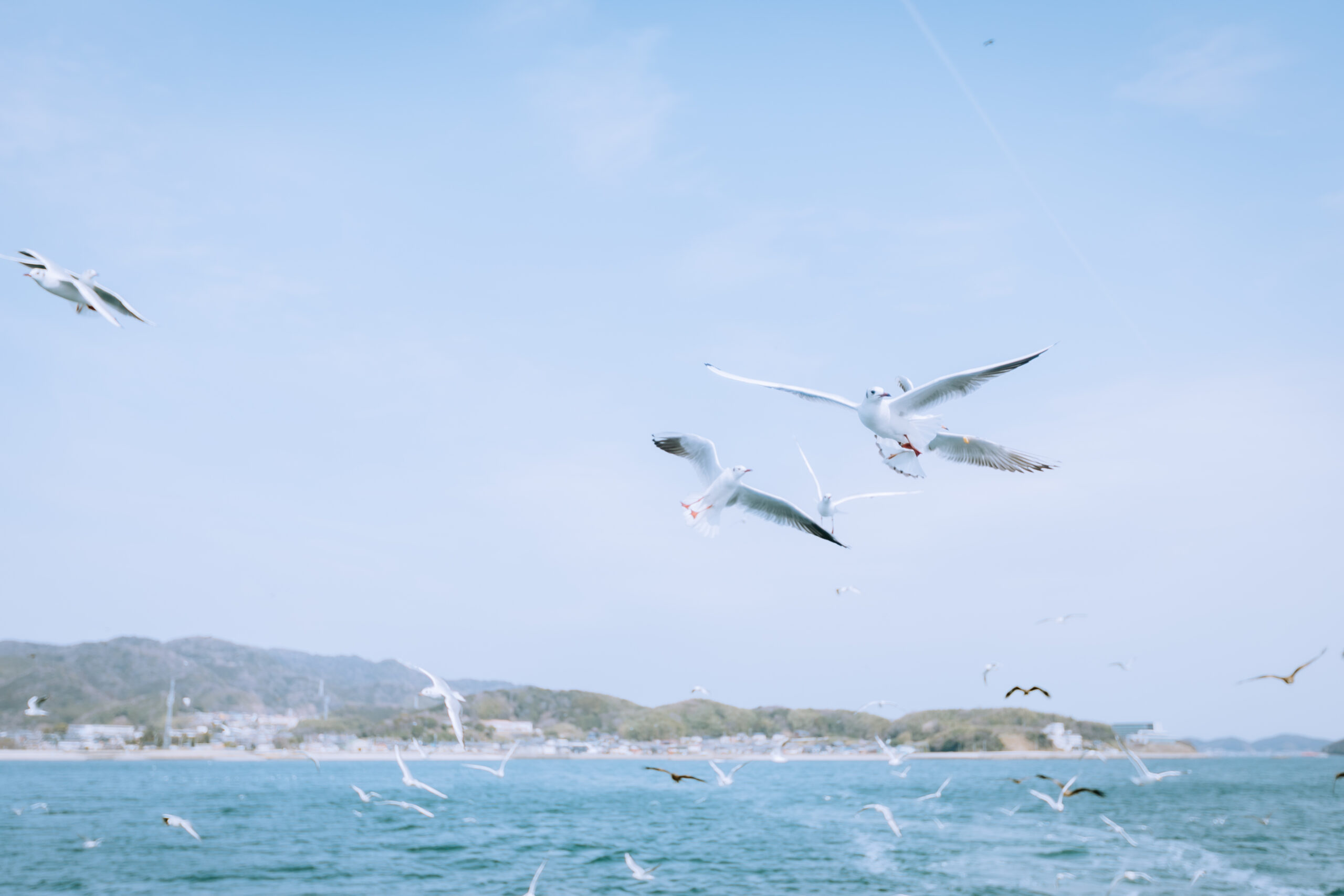 海鳥