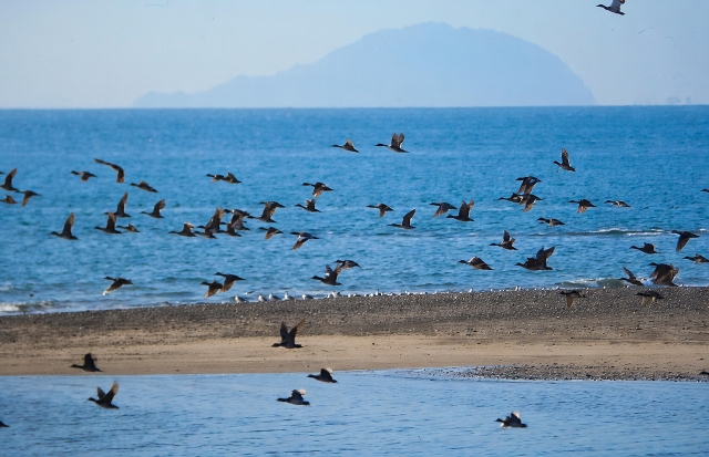 三河湾の自然